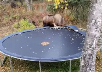 Este niño observa como un reno se carga su cama elástica