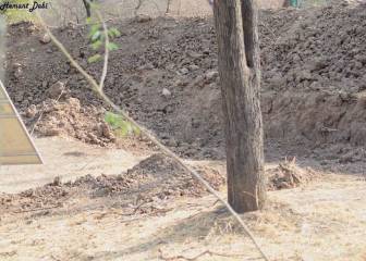 En esta foto hay un leopardo camuflado, y si lo ves tienes una 'super-visión'