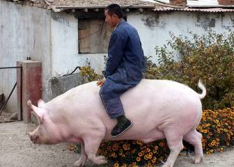 China está criando cerdos gigantes con el peso de toros y osos
