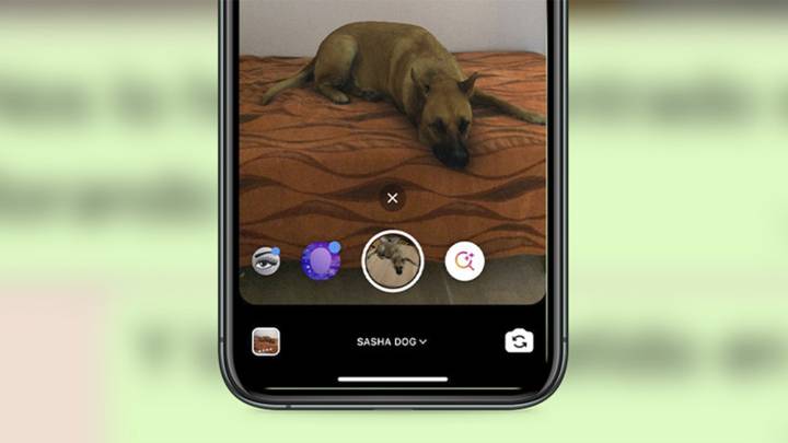 Así es ‘Sasha dog’ el filtro que está revolucionando Instagram