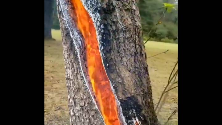 Este árbol quemándose por dentro se ha convertido en una metáfora de la vida