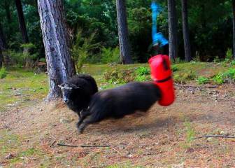 Esto es lo que pasa si dejas un saco de boxeo en el bosque