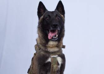 El nuevo héroe del ejército de los EE.UU. es este perro
