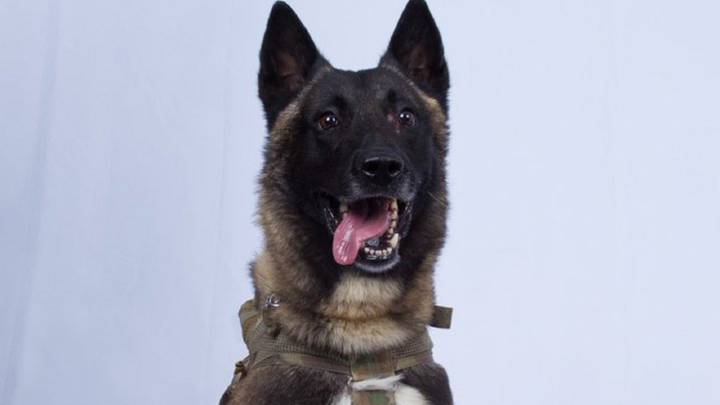 El nuevo héroe del ejército de los EE.UU. es este perro