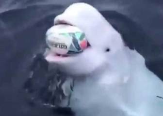 Esta beluga se pone a jugar con un balón de rugby en medio del océano