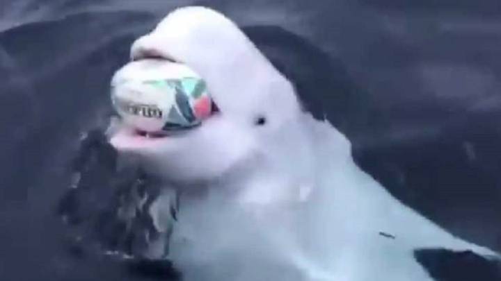 Esta beluga se pone a jugar con un balón de rugby en medio del océano