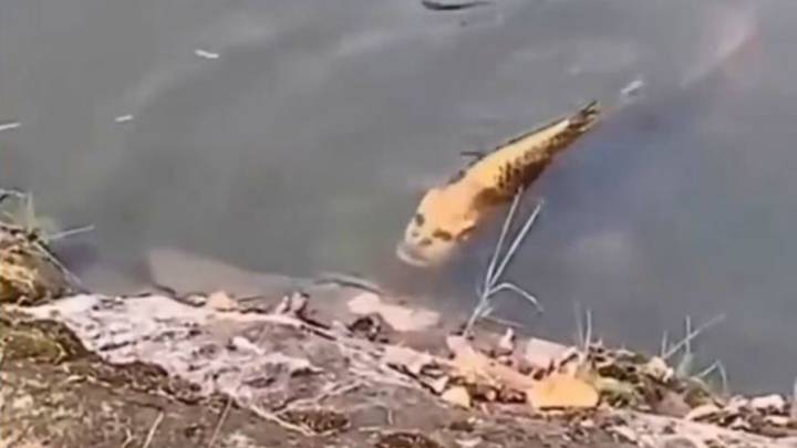 Lo nunca visto: captan en China un pez con cara humana