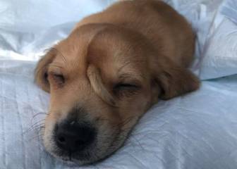 Así es Narwhal, el “perro unicornio” que arrasa en Internet