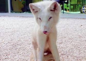 Un zorro ártico deambula por las calles de Sevilla