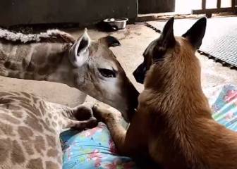 Un perro y una jirafa: la curiosa amistad que ha conquistado a las redes