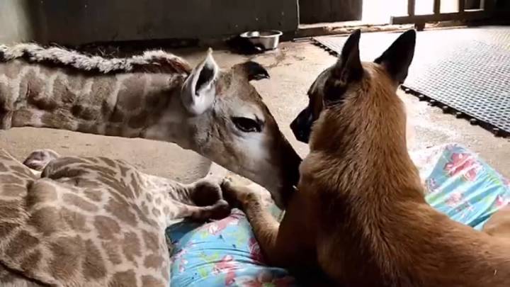 Un perro y una jirafa: la curiosa amistad que ha conquistado a las redes -  