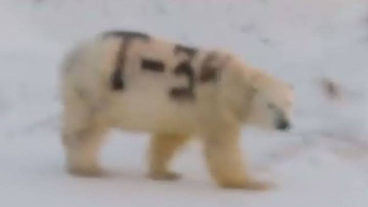 Encuentran un oso polar con una pintada en su piel