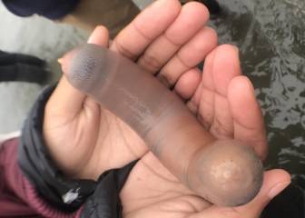 Una playa de California aparece llena de unos extraños 'peces-pene'