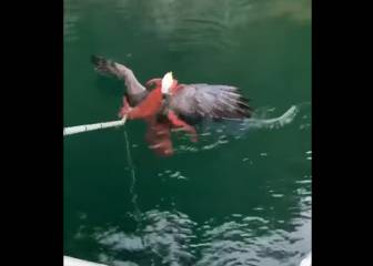 Batalla en el agua: un águila intenta pescar un pulpo y éste la atrapa con sus tentáculos