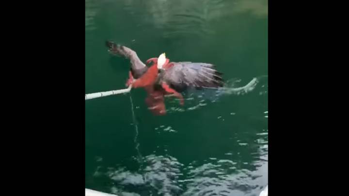 Batalla en el agua: un águila intenta pescar un pulpo y éste la atrapa con sus tentáculos