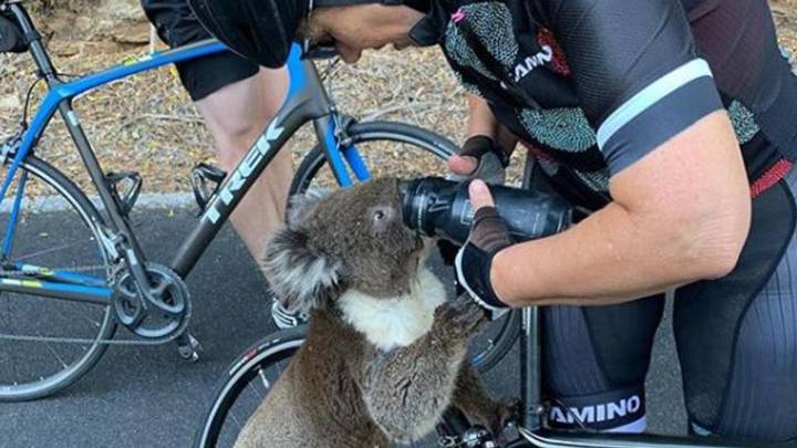 Un koala para a unos ciclistas para pedirles agua en plena ola de calor