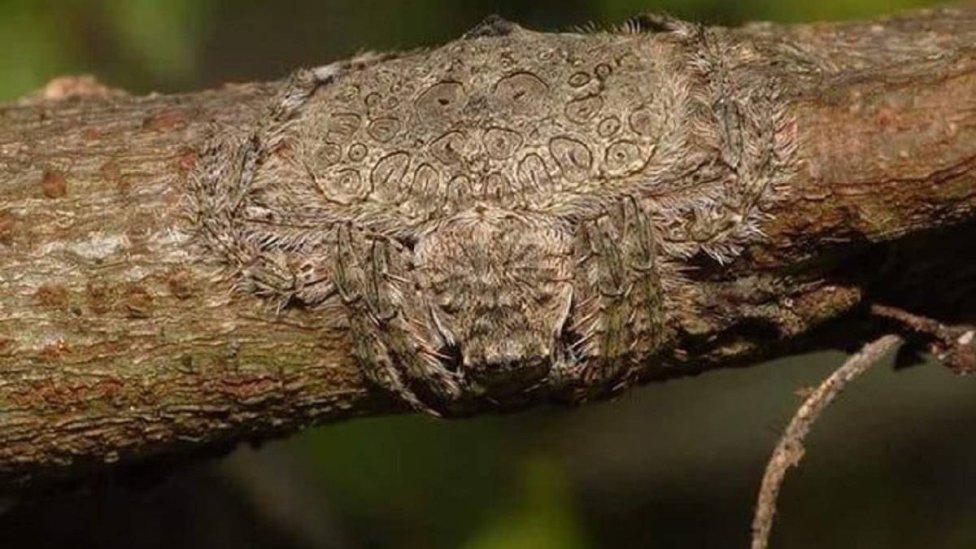 ¿Ves el animal camuflado en el tronco? Las redes están aterrorizadas