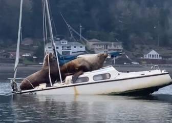 Dos leones marinos 'roban' un barco, dan un paseo... Y el resultado es el esperado