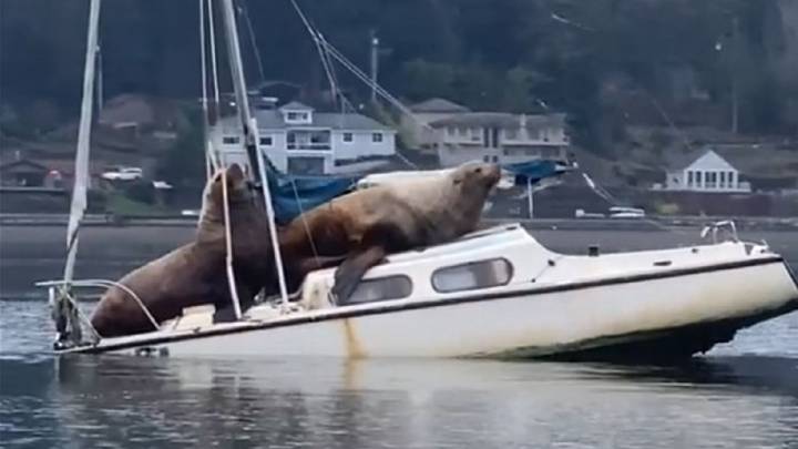 Dos leones marinos 'roban' un barco, dan un paseo... Y el resultado es el  esperado 