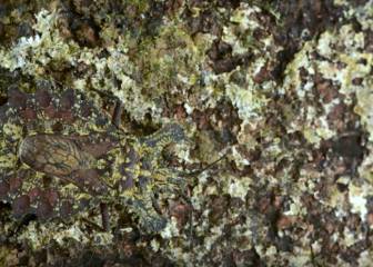 ¿Eres capaz de ver el insecto que se esconde en este árbol del Amazonas?
