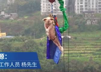 Un parque chino lanza un cerdo haciendo puenting para después sacrificarlo