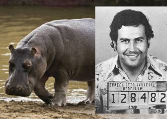 Los hipopótamos de Pablo Escobar se han reproducido hasta ser un peligro