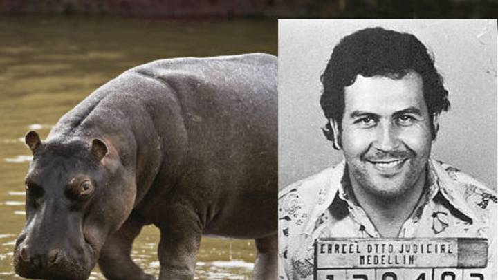 Los hipopótamos que dejó Pablo Escobar se han reproducido hasta ser un peligro en Colombia