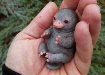 Lo sentimos, pero este ornitorrinco bebé no es de verdad: es una figura