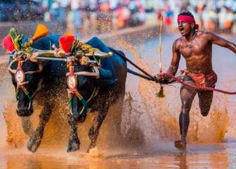 Un hindú bate el récord de 100 metros de Usain Bolt... ayudado por dos búfalos