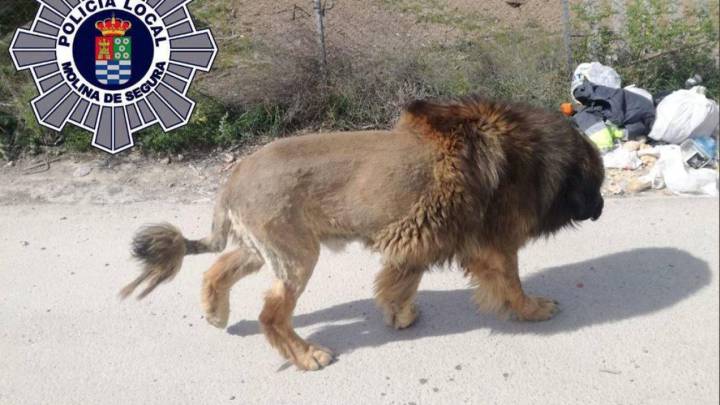 Un perro ‘disfrazado’ de león pone en alerta a una localidad de Murcia