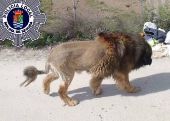Un perro ‘disfrazado’ de león pone en alerta a una localidad de Murcia