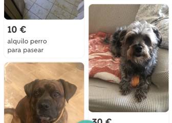 ¿Alquiler de perros para salir a pasear por la cuarentena? Sí, está ocurriendo