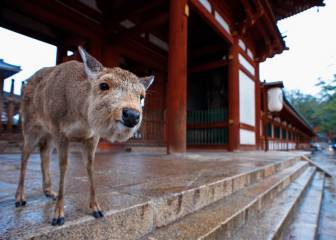 Los famosos ciervos de Nara en Japón campan por la ciudad por la cuarentena