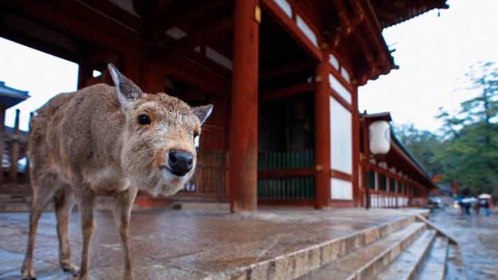 Los famosos ciervos de Nara en Japón campan por la ciudad por la cuarentena