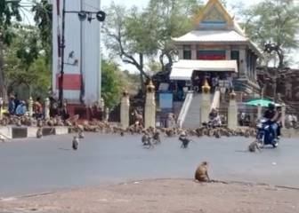 ¡Impresionante!: batalla campal entre monos por comida