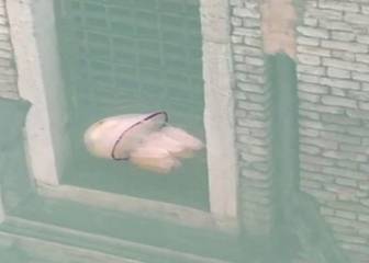 Aparecen medusas y cisnes blancos en los canales de Venecia tras el confinamiento