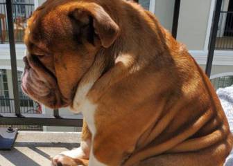 Las redes muestran su apoyo a este bulldog ‘triste’ por el confinamiento