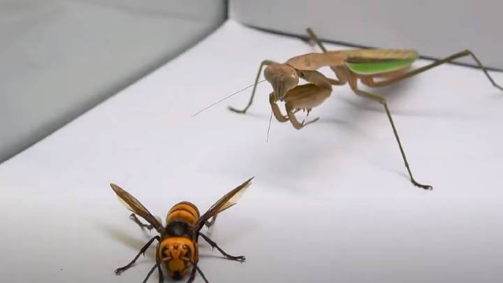Una mantis contra el temido avispón gigante asiático: solo puede quedar uno