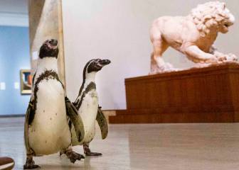 Estos pingüinos se cuelan en un museo de arte porque... alguien tiene que admirar sus obras