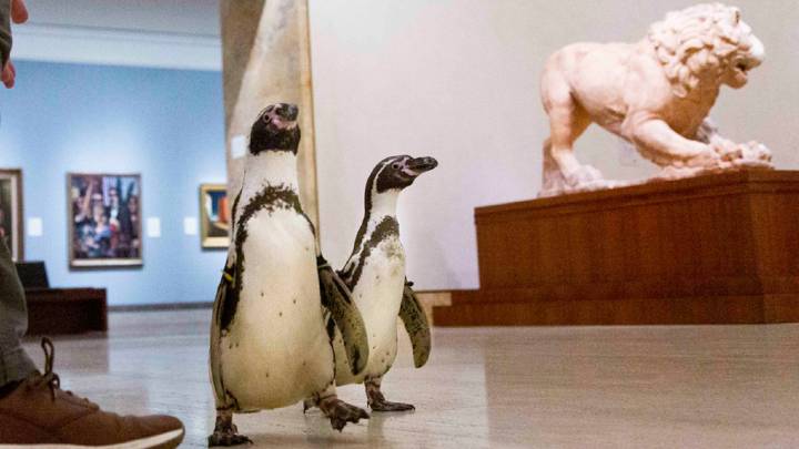 Estos pingüinos se cuelan en un museo de arte porque... alguien tiene que admirar sus obras