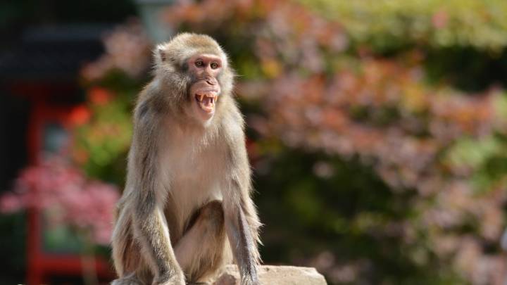 ¿Jumanji?: unos monos roban unas muestras de coronavirus de un laboratorio