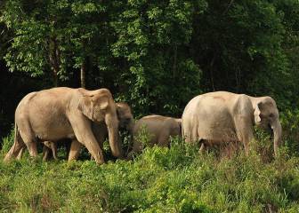 Muere una elefanta preñada tras consumir una fruta con un petardo en India