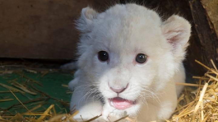 Nace el primer león blanco en cautividad en España y es rechazado por su madre