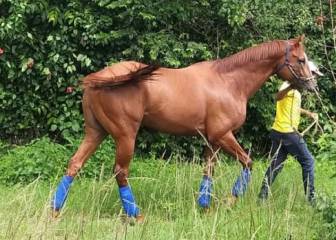 Roban y se comen a uno de los mejores caballos de carreras de Venezuela