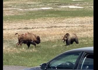 La brutal pelea entre un grizzly y un bisonte captada por unos visitantes en Yellowstone