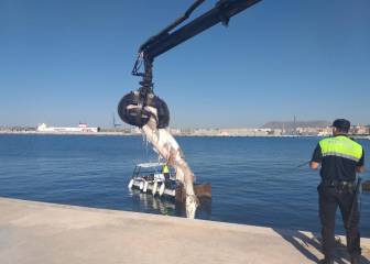 Aparece un tiburón de tres metros en Alicante