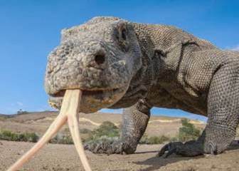 Graban el ataque de un dragón de Komodo con una cámara con forma de jabalí