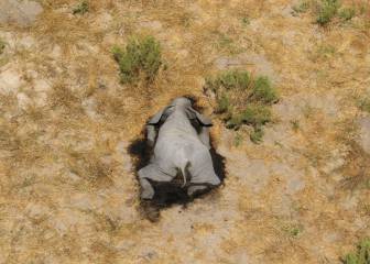 Cientos de elefantes aparecen muertos sin explicación en Botswana