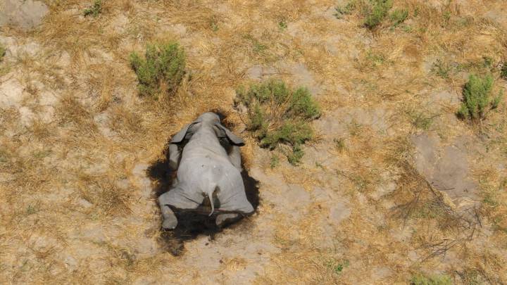 Cientos de elefantes aparecen muertos sin explicación en Botswana