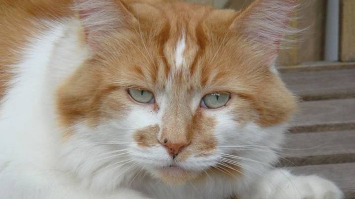 Muere el que se considera el gato más longevo del mundo a los 31 años